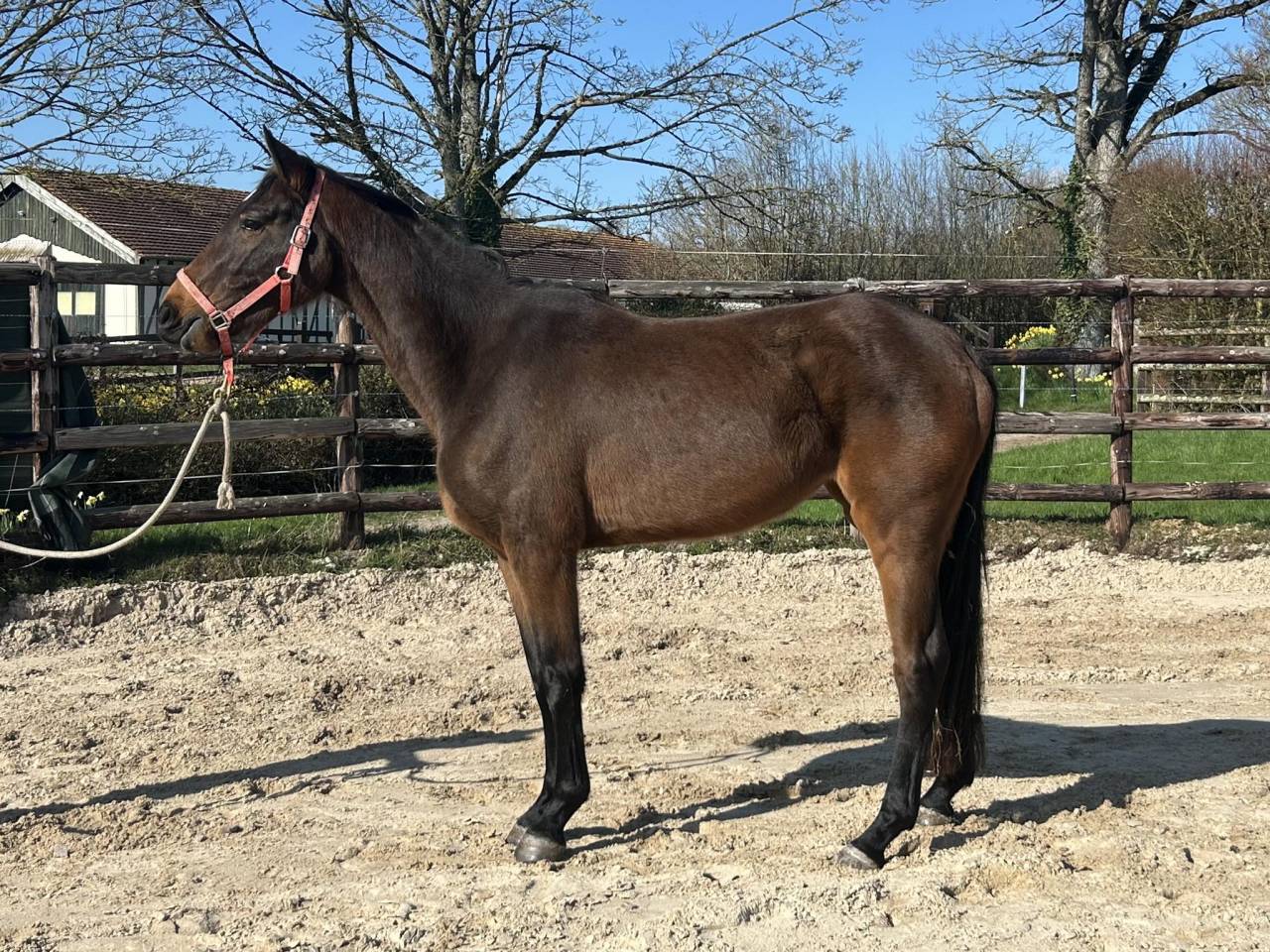 Mare Zangersheide For sale 2022 Bay