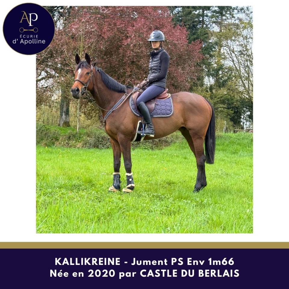 Mare Thoroughbred For sale 2020 Bay