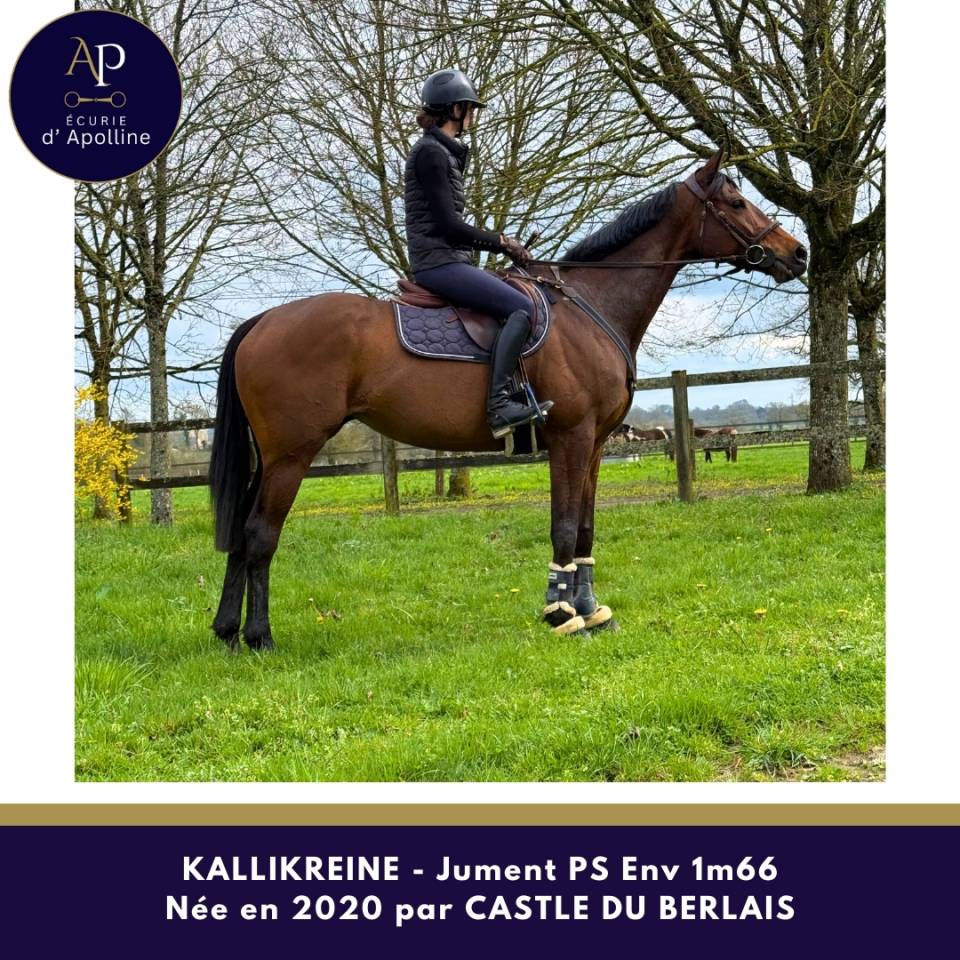 Mare Thoroughbred For sale 2020 Bay