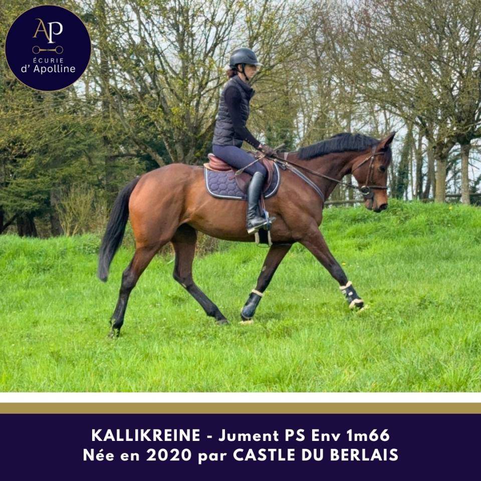 Mare Thoroughbred For sale 2020 Bay