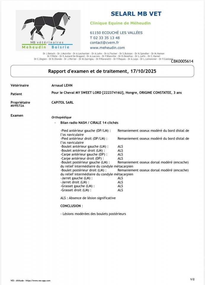 Gelding Origin Recorded For sale 2022 Grey