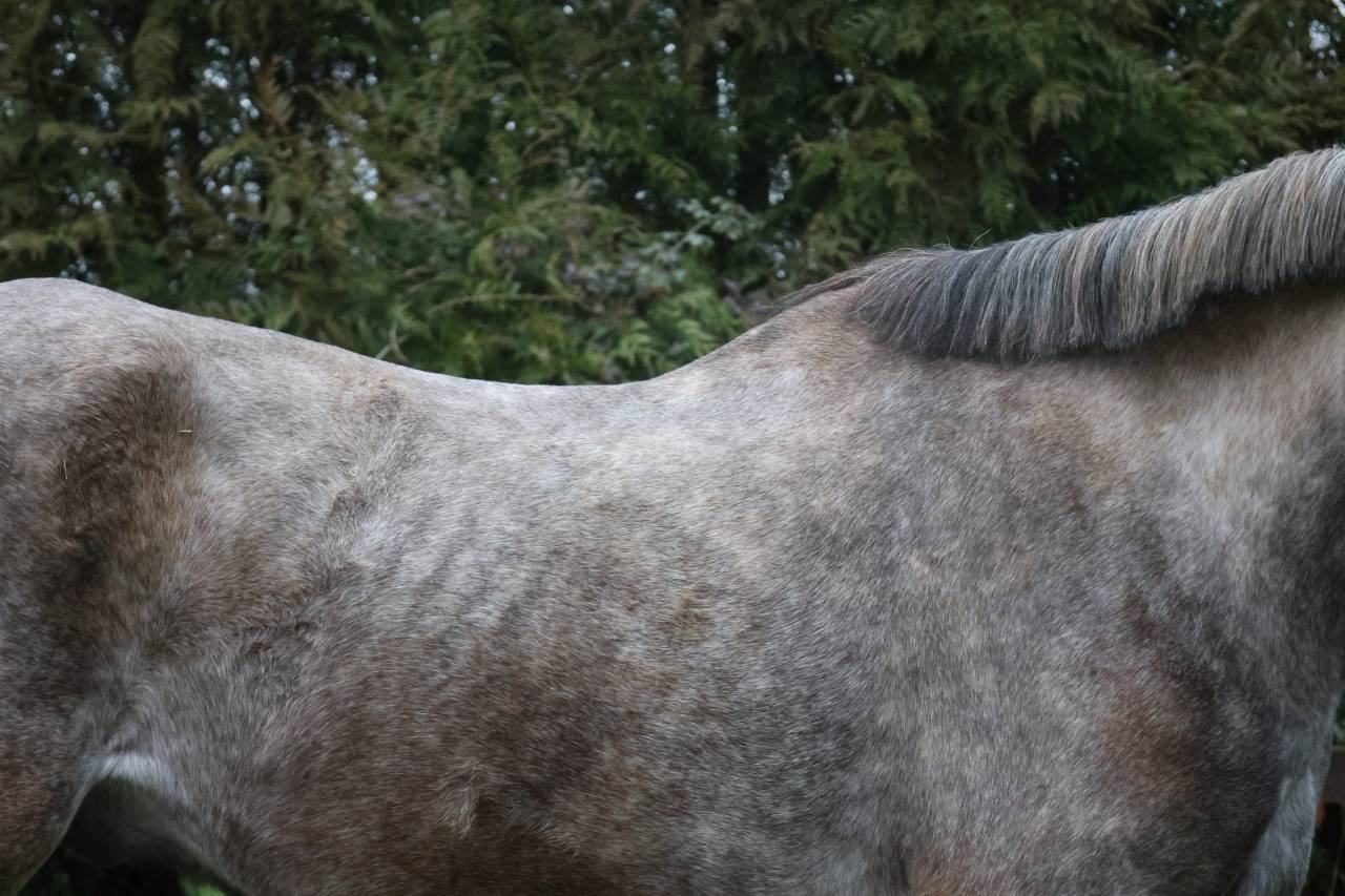 Gelding Origin Recorded For sale 2022 Grey