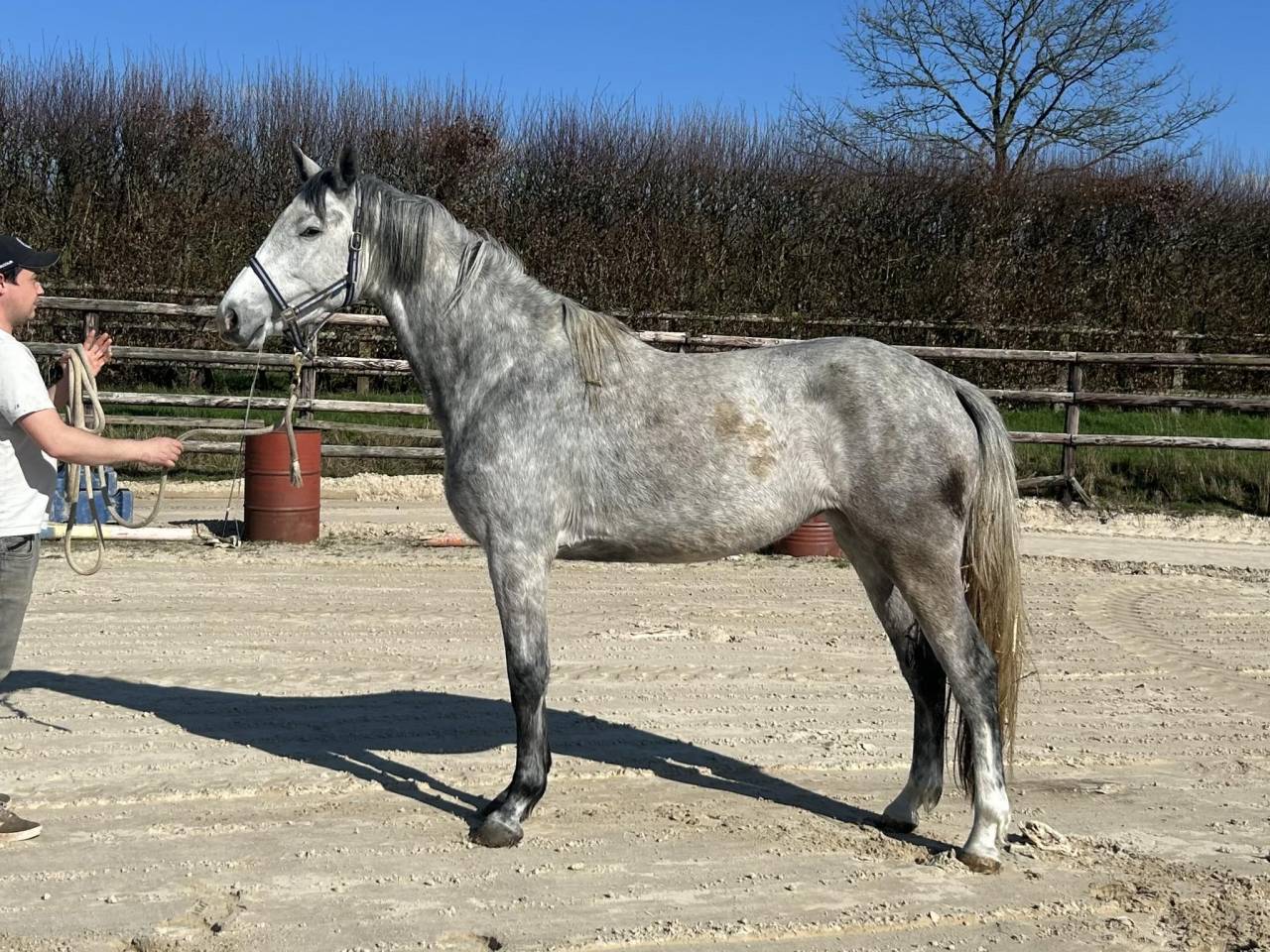 Mare Origin Recorded For sale 2022 Grey