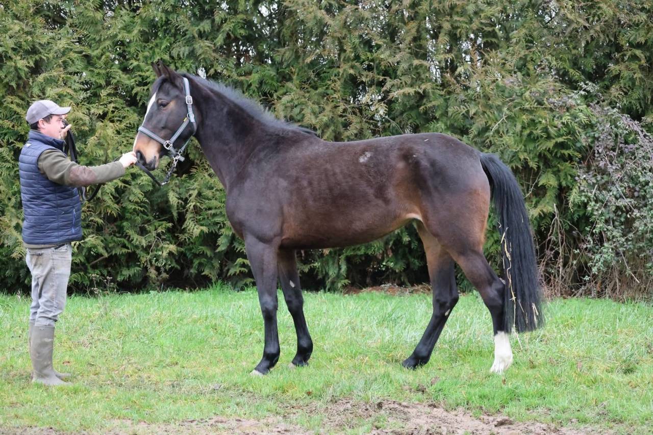 Mare Origin Recorded For sale 2022 Bay