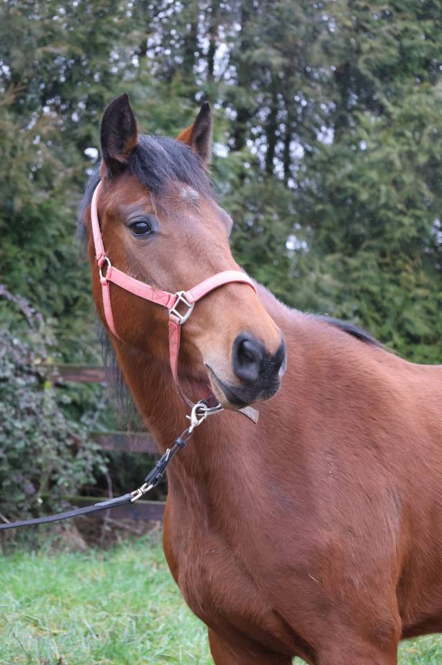 Mare Zangersheide For sale 2022 Bay