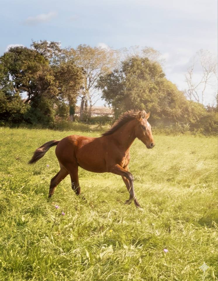 Colt Lusitano For sale 2025 Bay