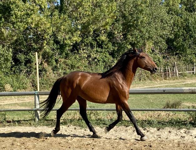 Gelding Lusitano For sale 2022 Bay