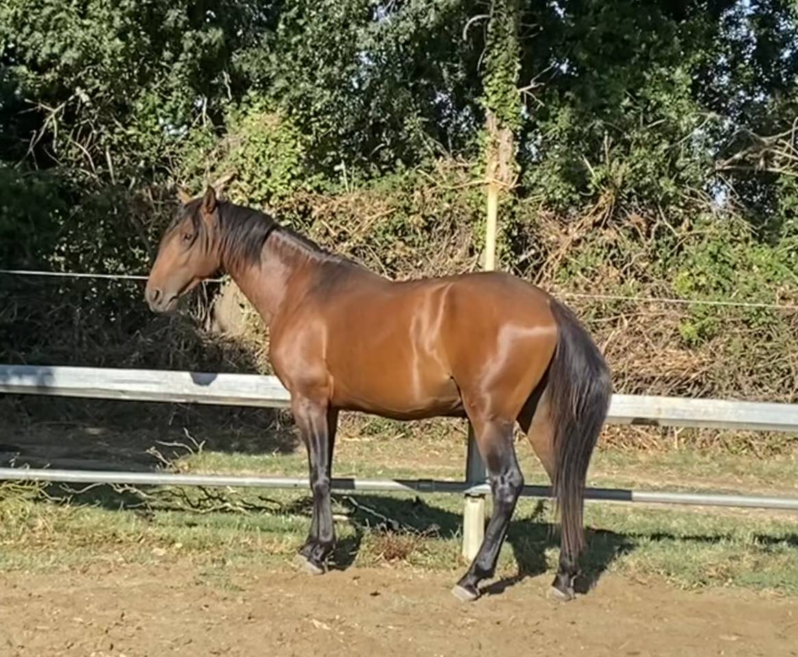 Gelding Lusitano For sale 2022 Bay