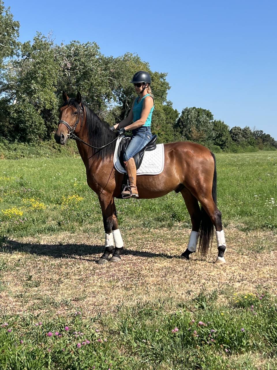Gelding Lusitano For sale 2022 Bay