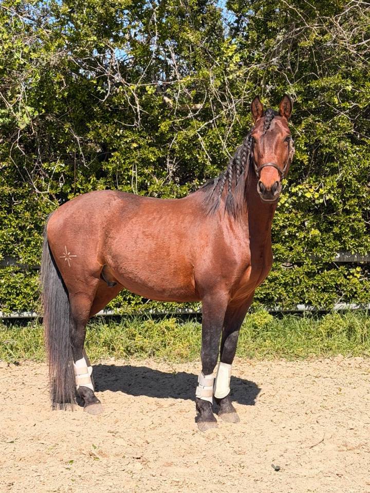 Gelding Lusitano For sale 2022 Bay