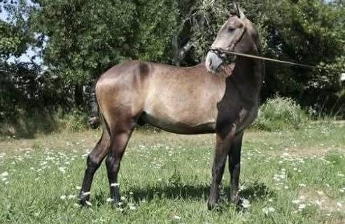Entire Lusitano For sale 2023 Grey