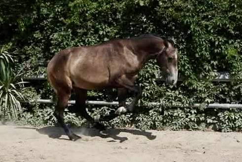 Entire Lusitano For sale 2023 Grey