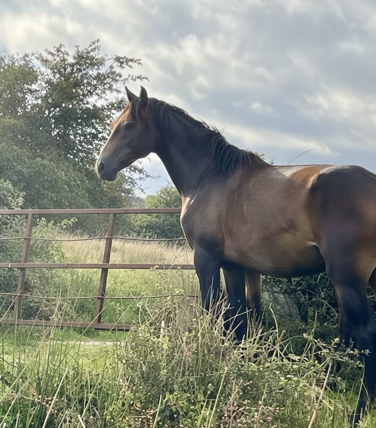Entire Lusitano For sale 2023 Grey