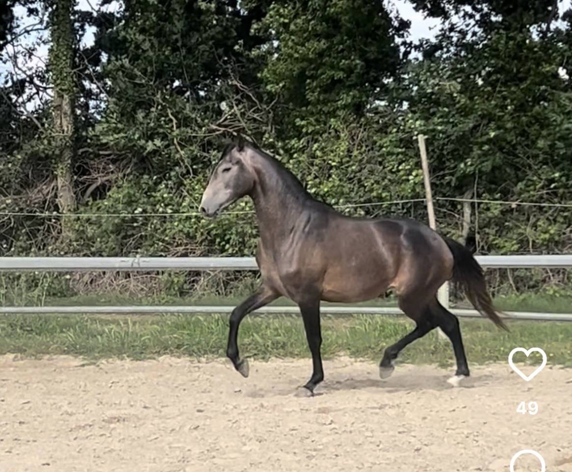 Gelding Lusitano For sale 2023 Grey