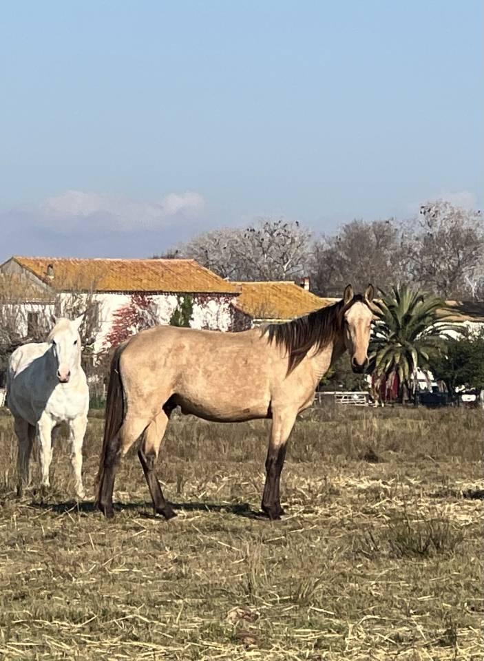 Entire Lusitano For sale 2023 Buckskin