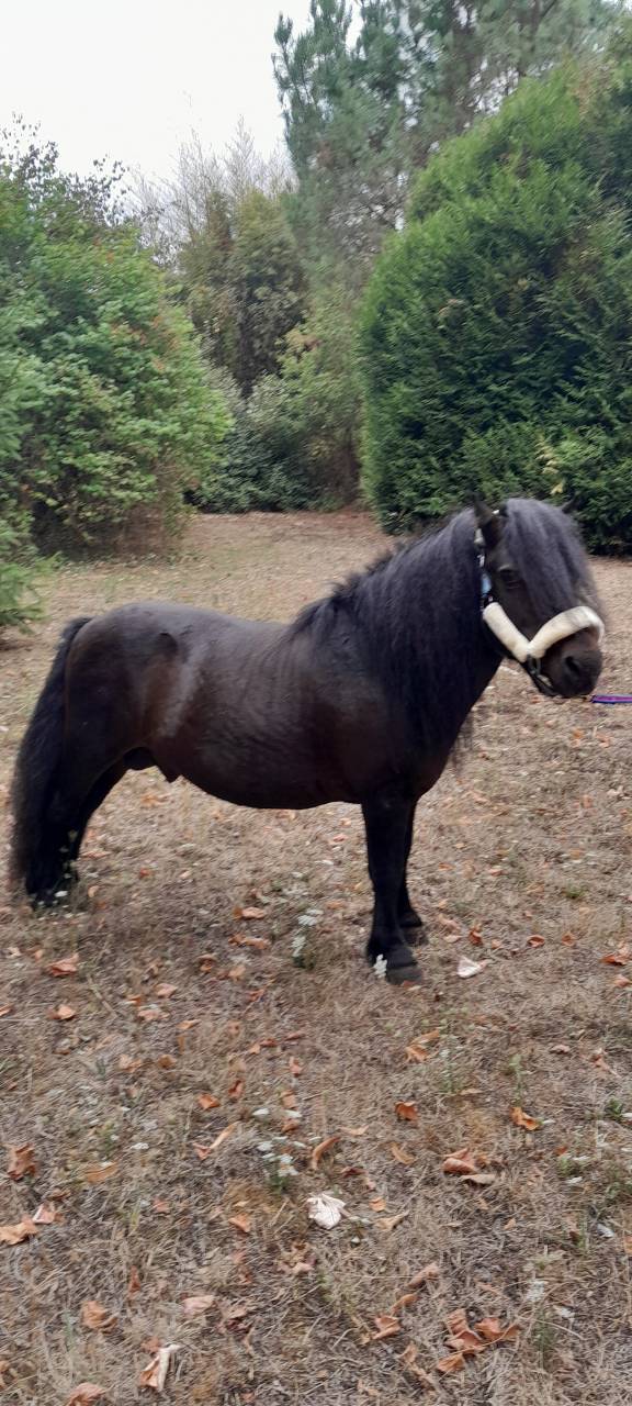 Stallion Shetland Pony For sale 2012 Black