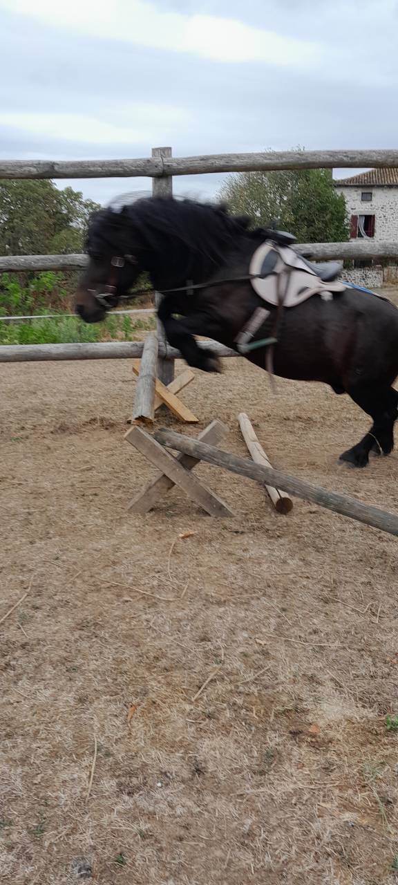 Stallion Shetland Pony For sale 2012 Black