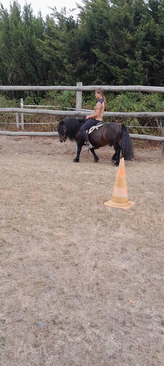 Stallion Shetland Pony For sale 2012 Black