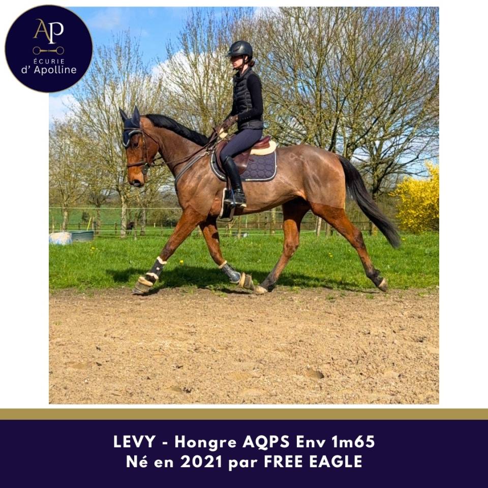 Gelding AQPS For sale 2021 Bay