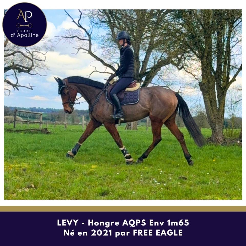 Gelding AQPS For sale 2021 Bay