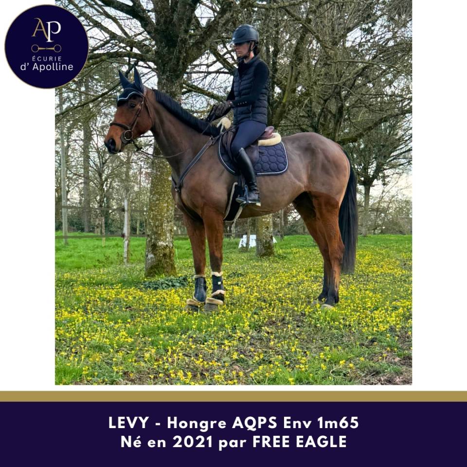 Gelding AQPS For sale 2021 Bay