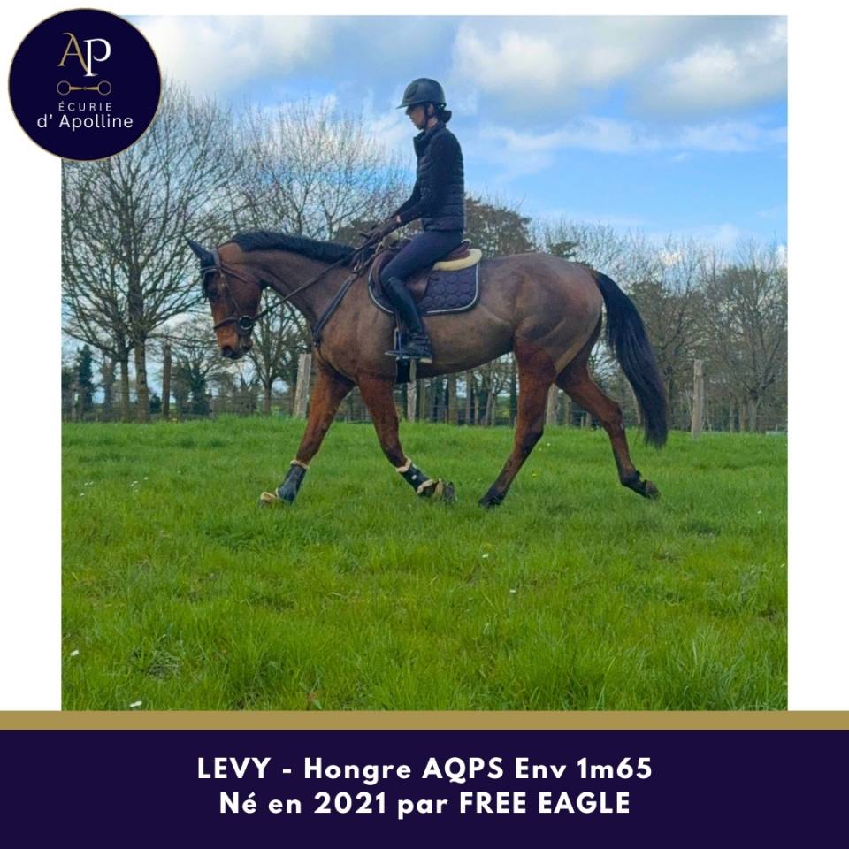 Gelding AQPS For sale 2021 Bay