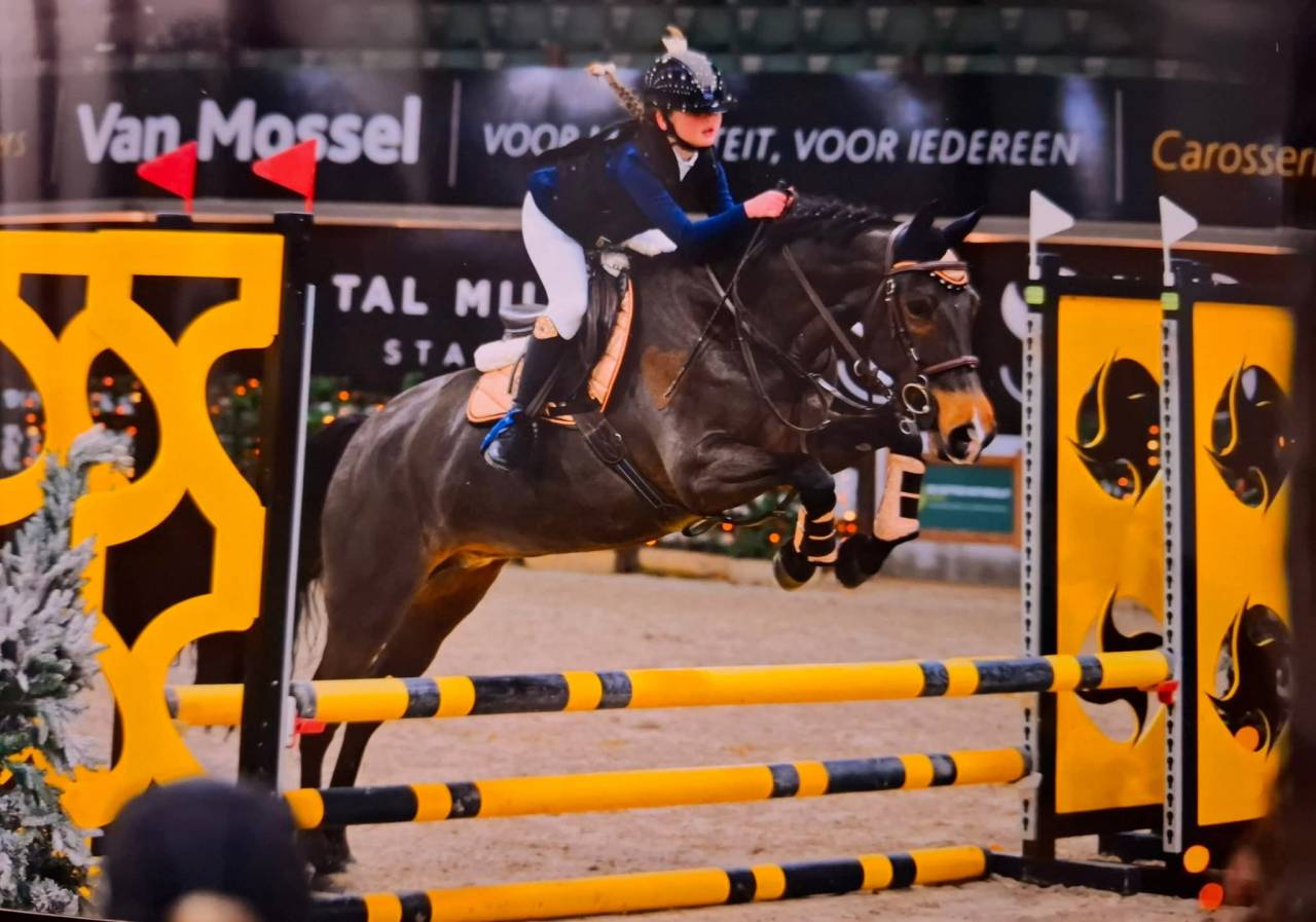 Mare New Forest For sale 2014 Bay