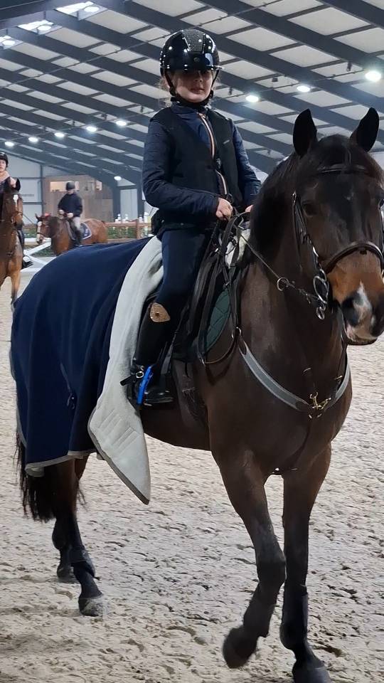 Mare New Forest For sale 2014 Bay