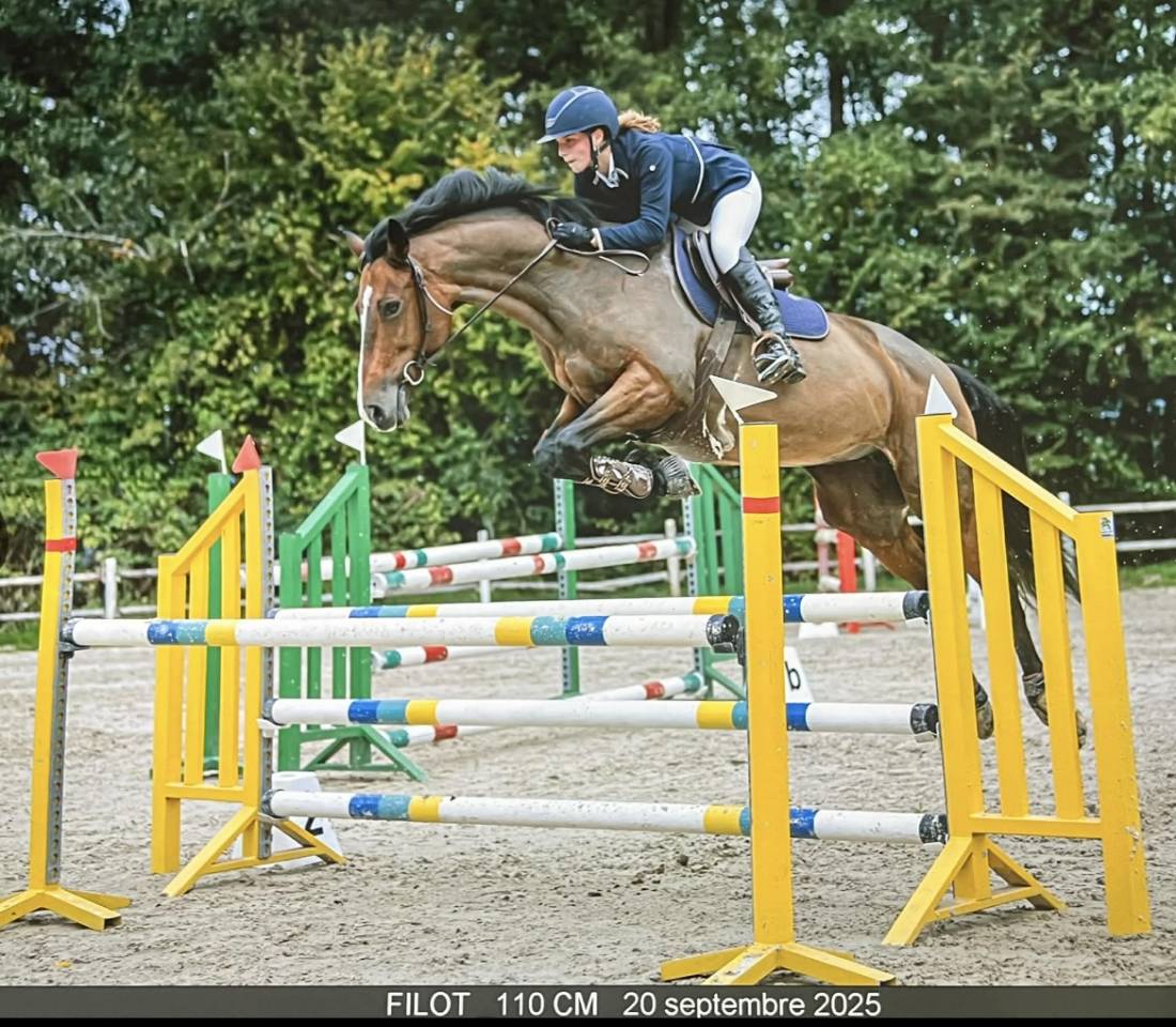 Mare KWPN Dutch Warmblood For sale 2010 Bay