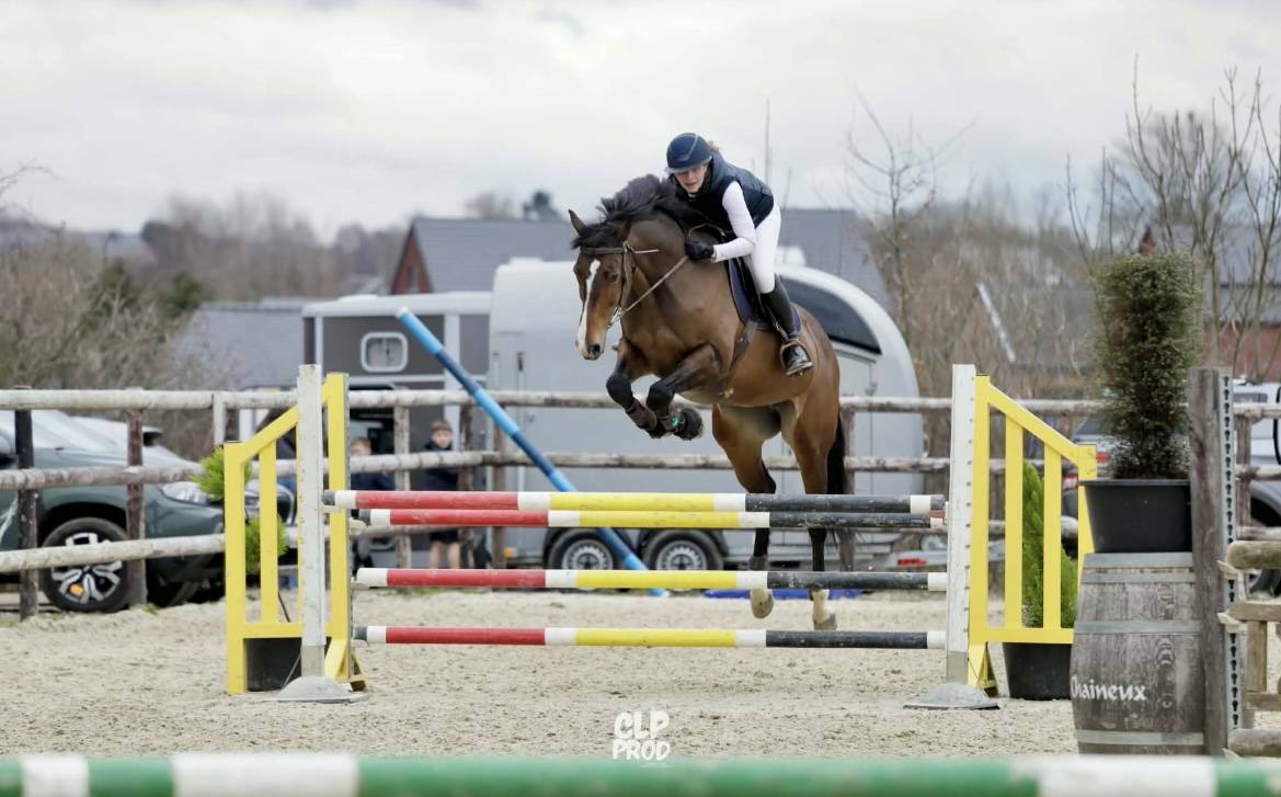 Mare KWPN Dutch Warmblood For sale 2010 Bay