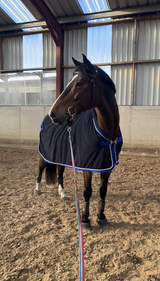 Mare KWPN Dutch Warmblood For sale 2010 Bay