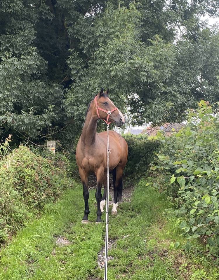 Mare KWPN Dutch Warmblood For sale 2010 Bay