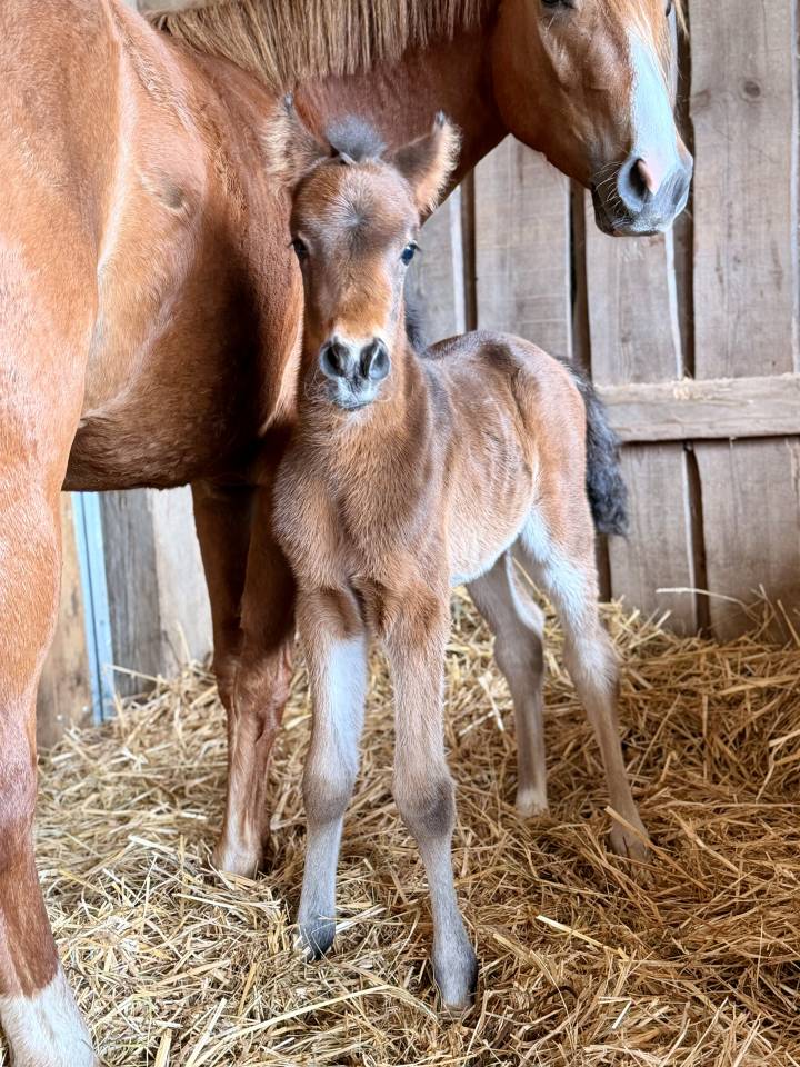 Colt French Saddle Pony For sale 2026 Dark Bay