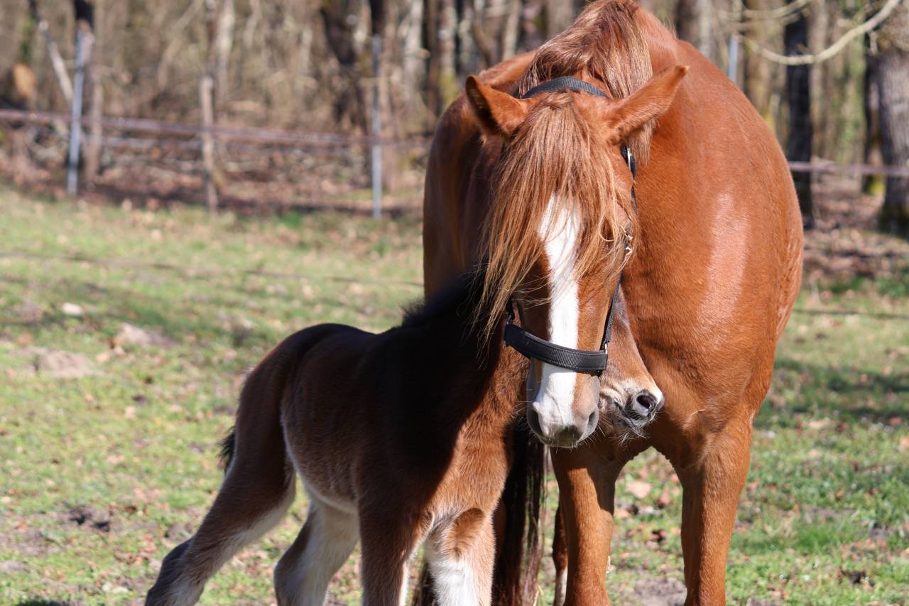 Colt French Saddle Pony For sale 2026 Dark Bay