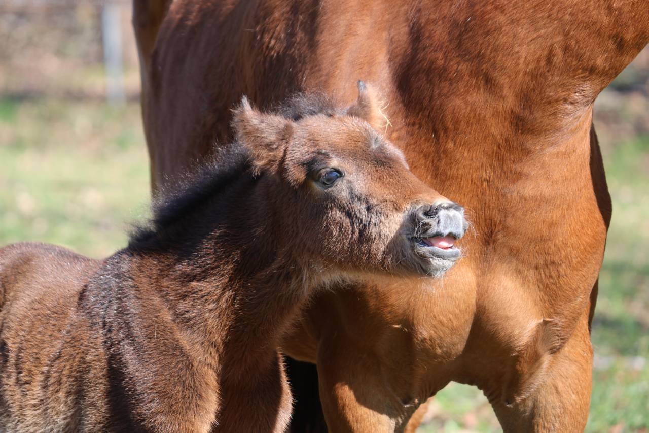 Colt French Saddle Pony For sale 2026 Dark Bay