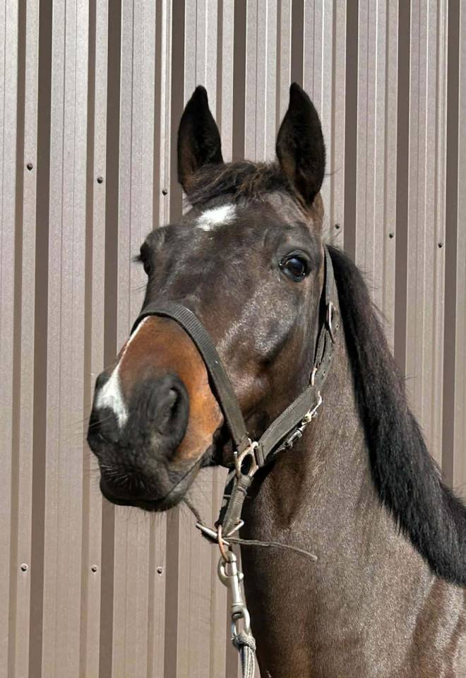 Gelding sBs Belgian Warmblood For sale 2020 Bay