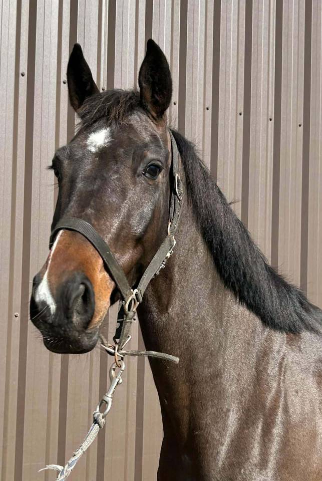 Gelding sBs Belgian Warmblood For sale 2020 Bay