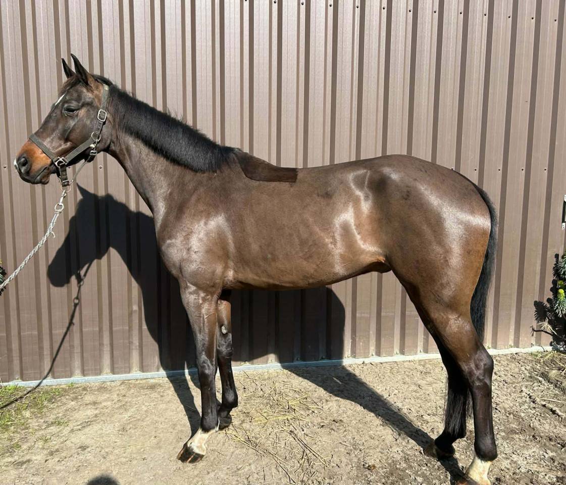 Gelding sBs Belgian Warmblood For sale 2020 Bay