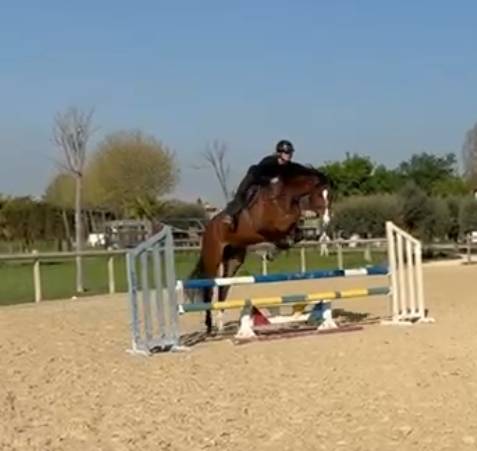 Gelding Oldenburg For sale 2020 Dark Bay