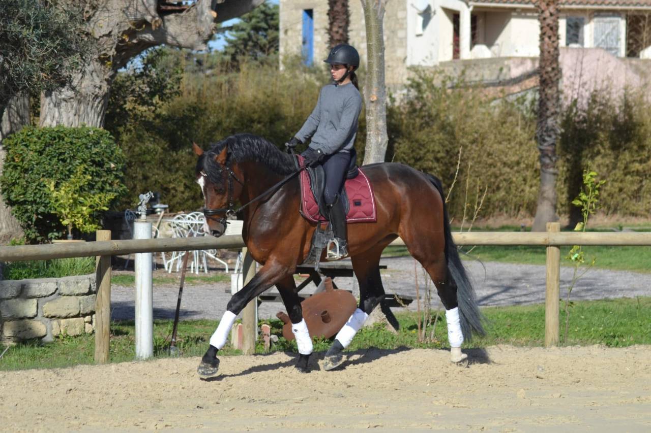 Gelding Oldenburg For sale 2020 Dark Bay