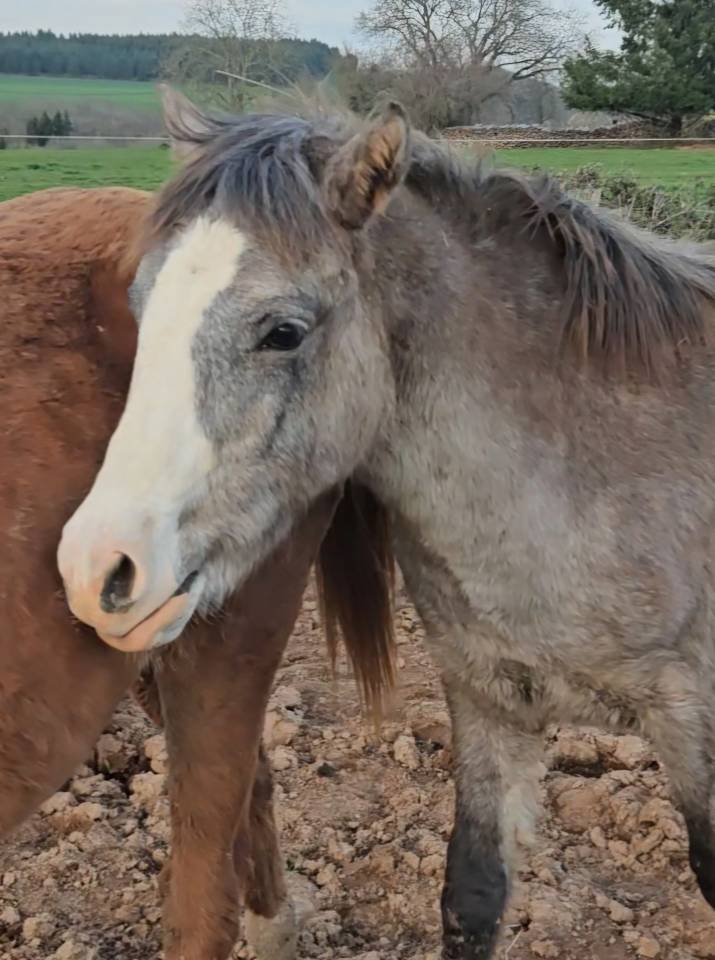 Colt Arabian Half Blood For sale 2025 Grey