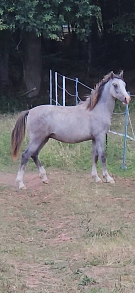 Colt Arabian Half Blood For sale 2025 Grey