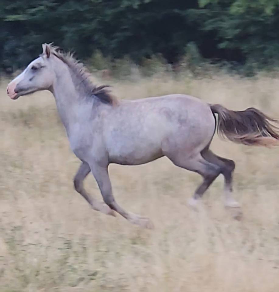 Colt Arabian Half Blood For sale 2025 Grey