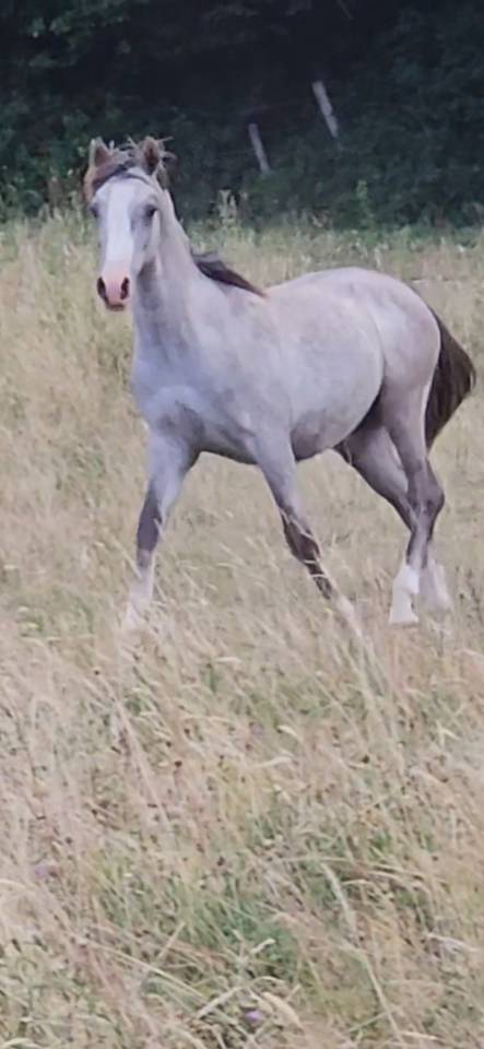 Colt Arabian Half Blood For sale 2025 Grey