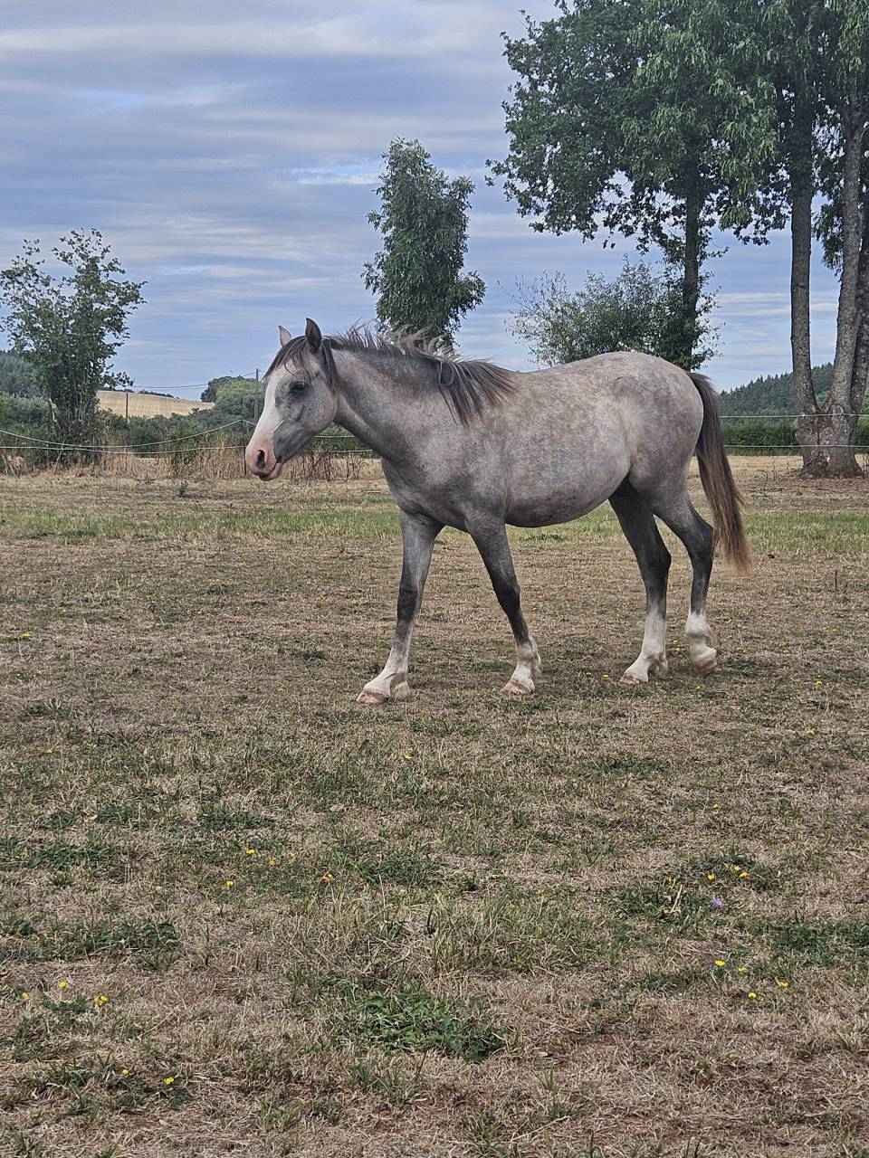 Colt Arabian Half Blood For sale 2025 Grey