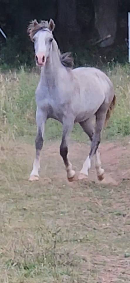 Colt Arabian Half Blood For sale 2025 Grey