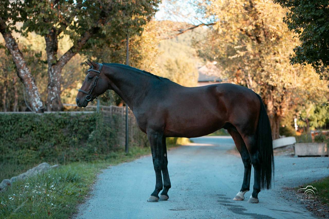 Entire Origin Recorded For sale 2020 Dark Bay