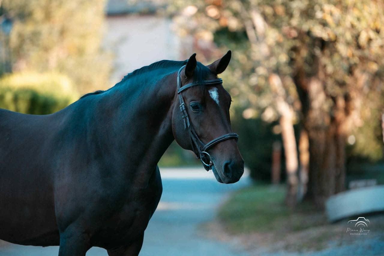 Entire Origin Recorded For sale 2020 Dark Bay