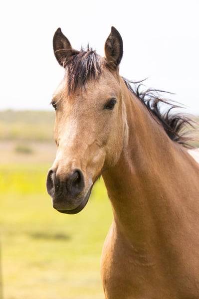 Mare AES Anglo European Studbook For sale 2018 Buckskin