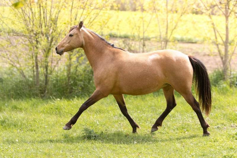 Mare AES Anglo European Studbook For sale 2018 Buckskin
